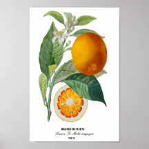 Étiquette 13 de DES Orangers de Histoire Naturelle Posters