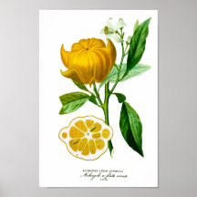 Étiquette 32 de DES Orangers de Histoire Naturelle Poster