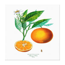 Étiquette 4 de DES Orangers de Histoire Naturelle Impressions Sur Toile