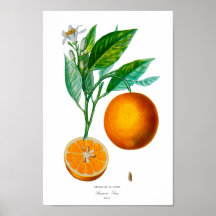Étiquette 4 d'orangers de DES de naturelle de Hist Posters