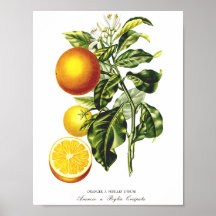 Étiquette 6 d'orangers de DES de naturelle de Hist Poster