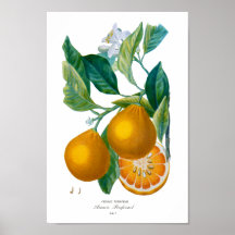 Étiquette 7 d'orangers de DES de naturelle de Hist Affiche