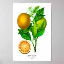 Étiquette 8 d'orangers de DES de naturelle de Hist Posters