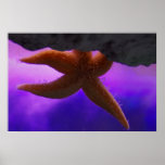 Étoile de mer poster