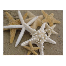 Étoiles de mer carte postale