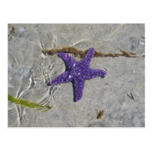 Étoiles de mer cartes postales
