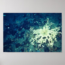 Étoiles de mer de panier poster