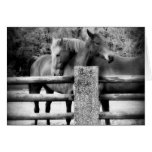 Étreignant des chevaux - c'est amour ! cartes de vœux