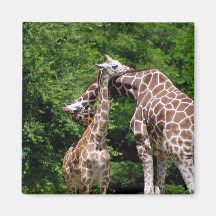 étreindre de girafes magnets pour réfrigérateur
