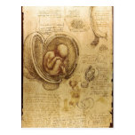 Études de description des embryons Leonardo da Vin Cartes Postales