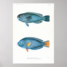 Études scientifiques de poissons affiches