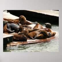Exposer au soleil la copie d'otaries affiches