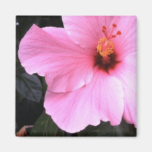 exposition rose aimant