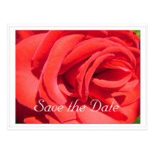 faites gagner la date, fleur de rose rouge carte postale