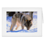 Faites le loup de neige d'hiver de carte de Noël