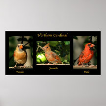 Famille cardinale du nord posters