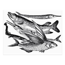 Famille de Pike - poisson Cartes Postales