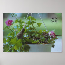 Famille de pinson - affiche