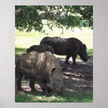 Famille de rhinocéros posters