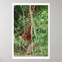 Famille de sanglier et de singe affiche
