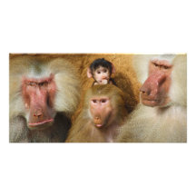 Famille de zoo de Hamadryas Cologne de Papio de ba Photocartes