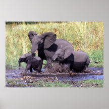 Famille d'éléphants posters