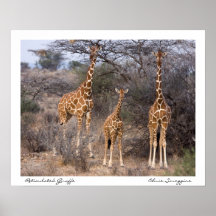 Famille des affiches de girafes