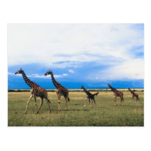 Famille des girafes cartes postales