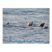 Famille d'otarie, île d'Unalaska Cartes Postales