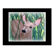Faon de cerfs communs de mule cartes postales