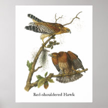 faucon Rouge-épaulé, John Audubon Affiches