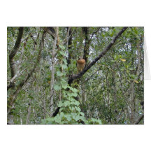 Faucon Rouge-Épaulé, la Floride Everglades, 1999 Carte