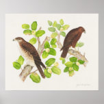Faucons hawaïens affiches