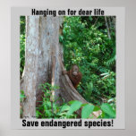 Faune de forêt tropicale affiche