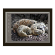Faune de Meerkat Cartes Postales