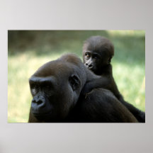 Faune réglée - affiche de plan rapproché de gorill