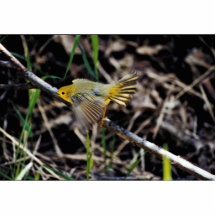 Fauvette sur la branche photo sculptures