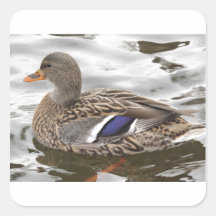 Femelle de canard de Mallard Autocollants