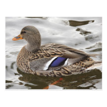 Femelle de canard de Mallard Carte Postale