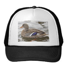 Femelle de canard de Mallard Casquettes
