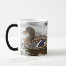 Femelle de canard de Mallard Tasse À Café
