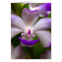 fermé de la fleur d'orchidée carte
