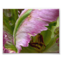 Fermez-vous de la tulipe de perroquet photographies