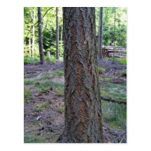 Fermez-vous du tronc d'arbre dans la forêt carte postale