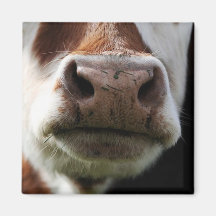 fermez-vous d'une vache aimant pour réfrigérateur