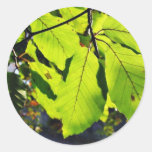 Fermez-vous vers le haut de la photo du feuille de autocollants ronds