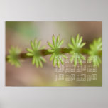 Feuillage d'Alaska de forêt d'AFF Posters