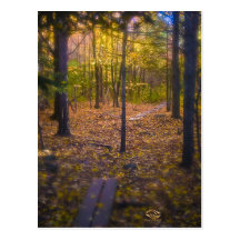 Feuillage Vermont de forêt Carte Postale