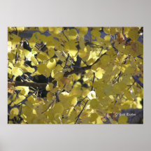 Feuille 02 de bouleau poster