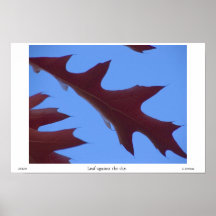 Feuille contre le ciel posters